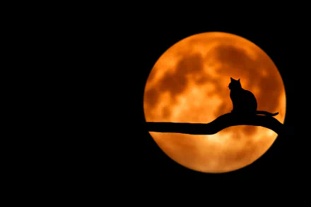 Cat Silhouette on Harvest Moon Night