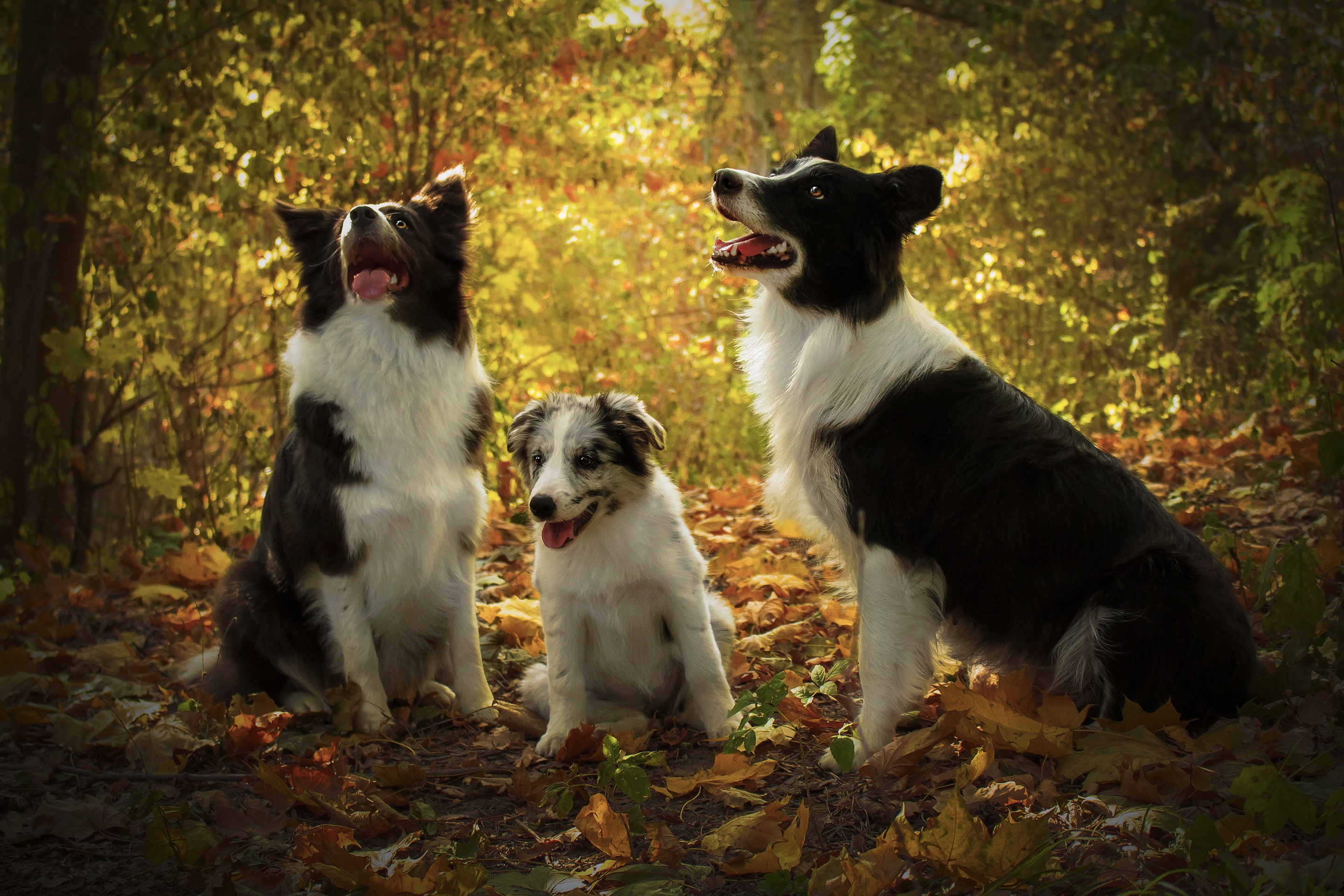 Download Baby Animal Puppy Dog Animal Border Collie Hd Wallpaper