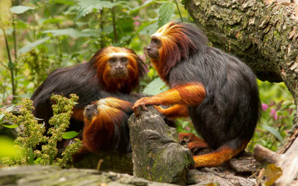  Golden lion tamarin
