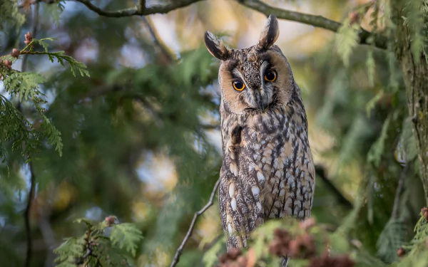 HD PC desktop wallpaper showing a long-eared owl (bird, animal) perched in evergreen branches, amber eyes and mottled plumage against a soft forest background.