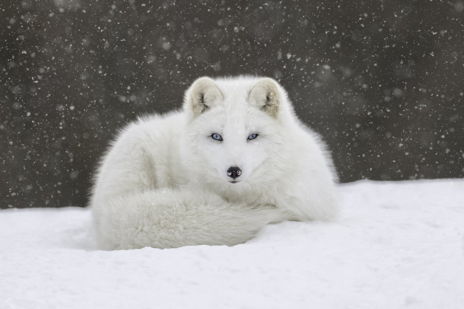 Arctic Fox Snowfall Stare - 4K Wallpaper by Daniel Parent