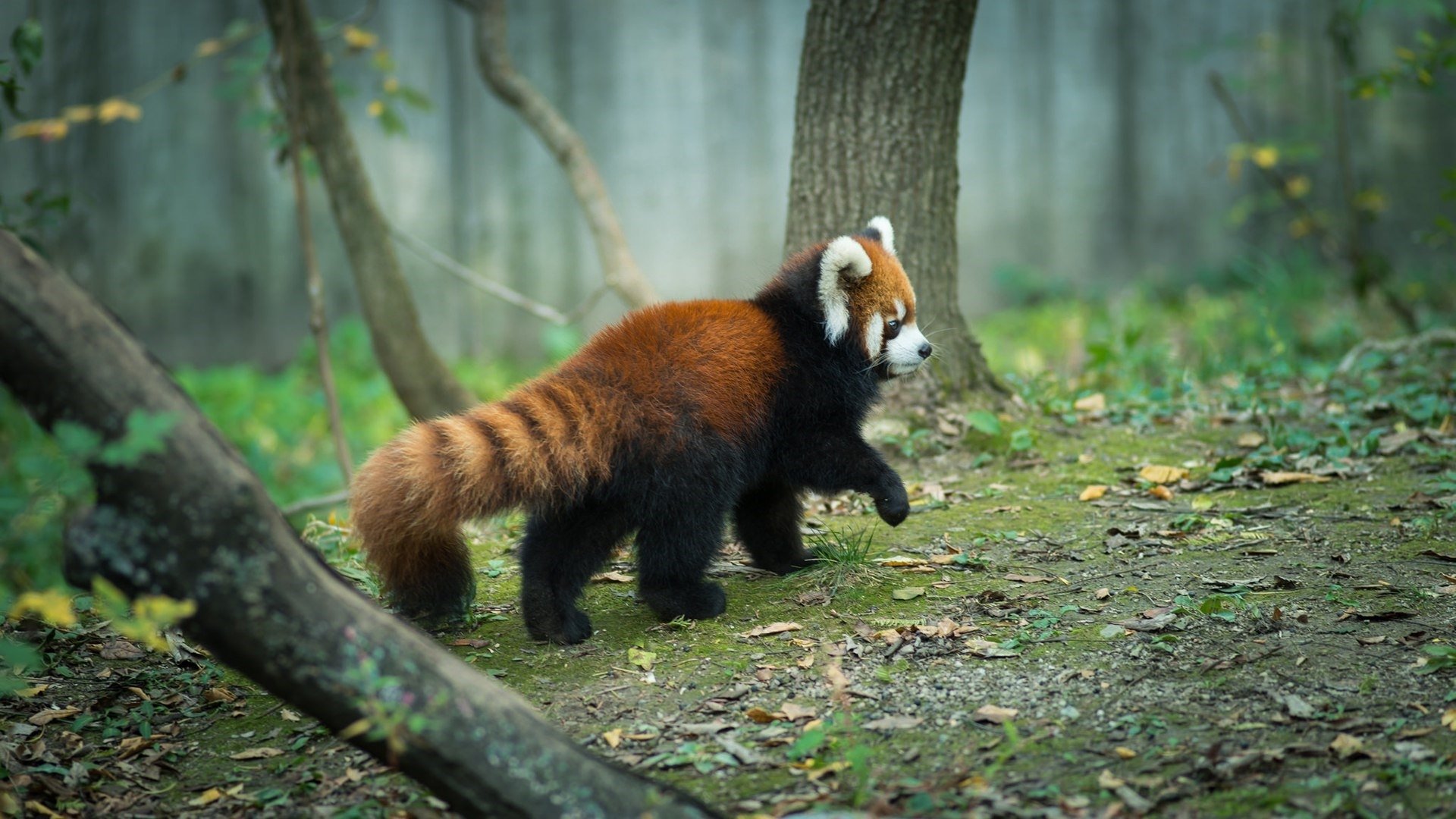 Download Animal Red Panda HD Wallpaper