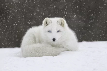 A 4K Ultra HD desktop wallpaper of an arctic fox staring amid snowfall on a snowy ground.