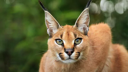 Close-up of a caracal with striking eyes and tufted ears against a blurred green background, rendered in 4K Ultra HD for a vivid PC desktop wallpaper.