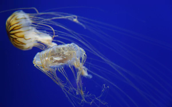 sea life Animal jellyfish HD Desktop Wallpaper | Background Image