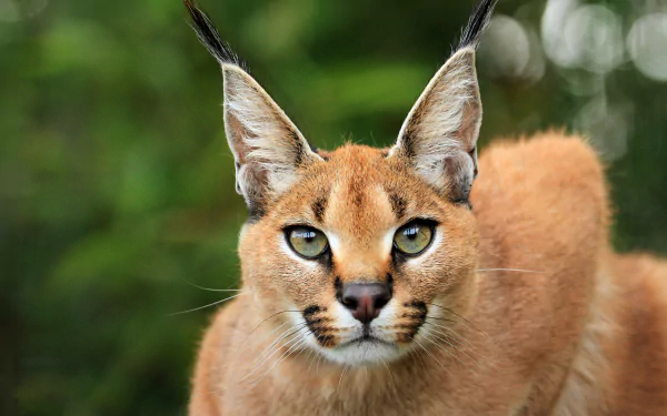 Close-up of a caracal with striking eyes and tufted ears against a blurred green background, rendered in 4K Ultra HD for a vivid PC desktop wallpaper.