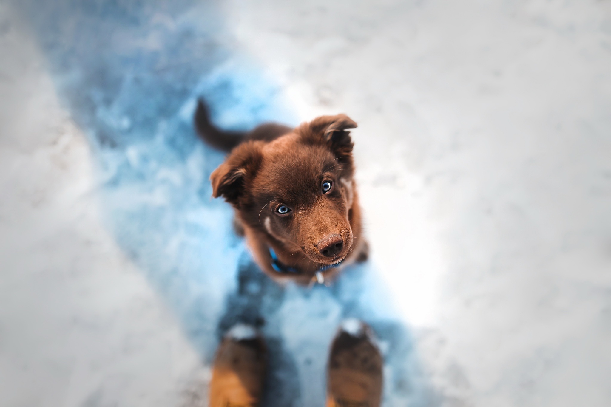 Puppy HD Wallpaper | Background Image | 2048x1365