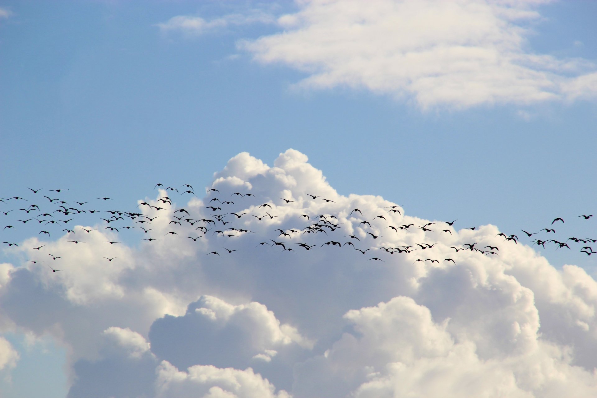 A flock of birds flying across a bright blue sky filled with fluffy white clouds, presented in stunning 4K Ultra HD quality as a PC desktop wallpaper.