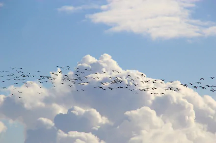 A flock of birds flying across a bright blue sky filled with fluffy white clouds, presented in stunning 4K Ultra HD quality as a PC desktop wallpaper.