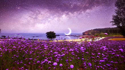  Purple Flower Field