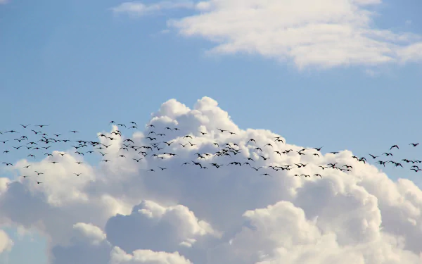 A flock of birds flying across a bright blue sky filled with fluffy white clouds, presented in stunning 4K Ultra HD quality as a PC desktop wallpaper.