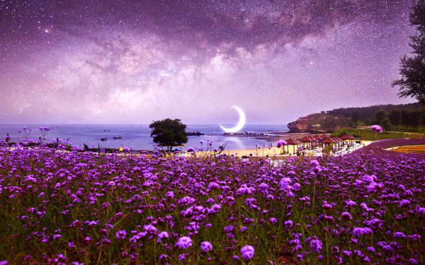  Purple Flower Field