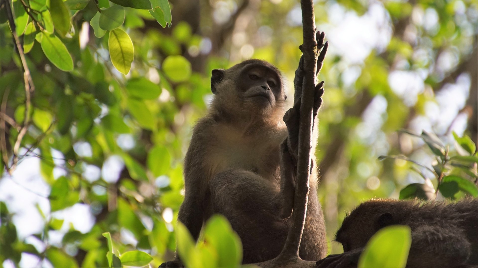 A close-up of a monkey sitting on a tree branch surrounded by green leaves, captured in vibrant 4K Ultra HD quality for a PC desktop wallpaper.