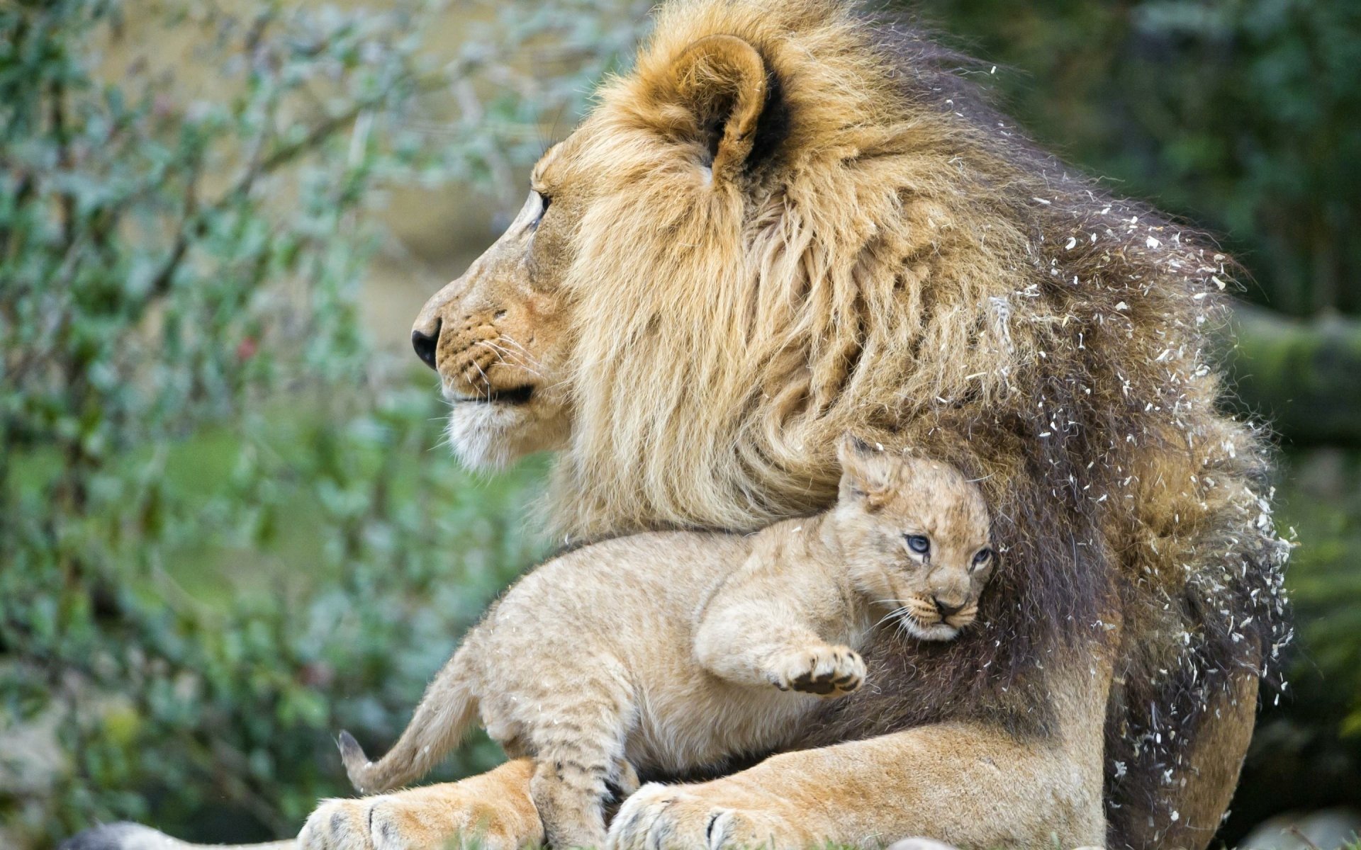 Male Lion And Cub Wallpaper