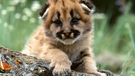 HD PC desktop wallpaper featuring a close-up of a cougar cub resting on a rock with a blurred natural background.