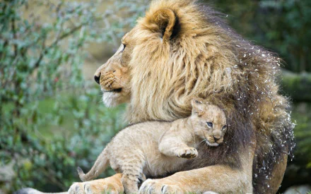  Male Lion with Cub