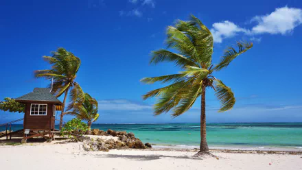 4K Ultra HD desktop wallpaper featuring a tropical beach with swaying palm trees, clear turquoise water, white sand, and a small wooden hut under a bright blue sky.