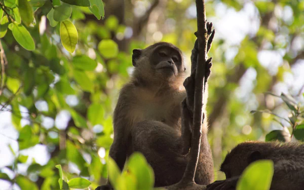  Monkey in a Tree