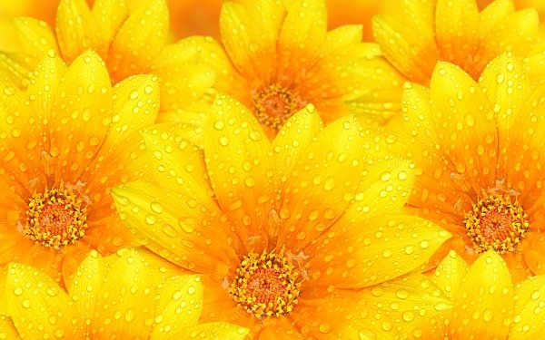 Terre/Nature Fleur Fleurs Gouttes de pluie Fond d'écran HD | Image