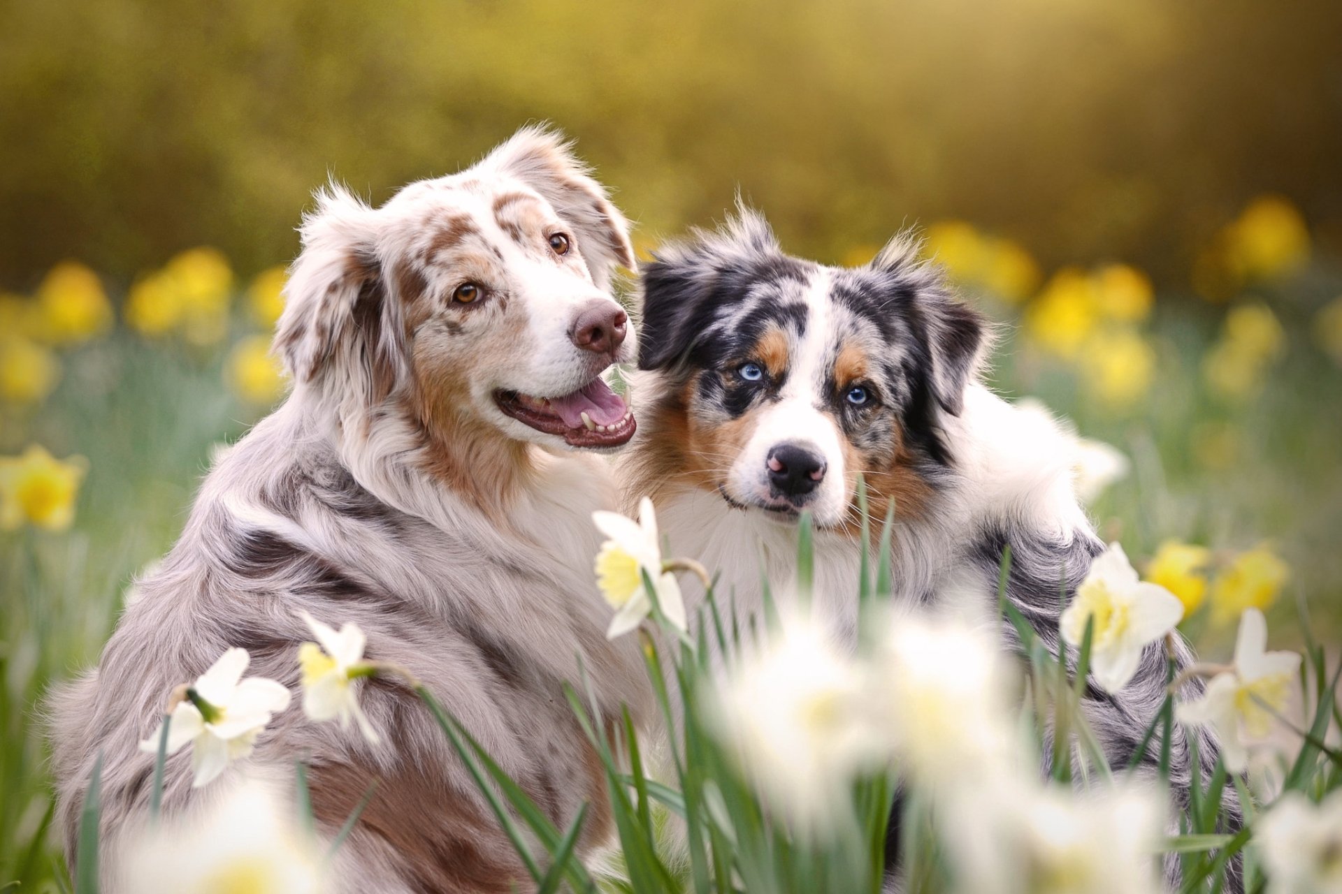 Animal Australian Shepherd HD Wallpaper