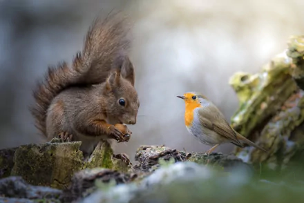 A vibrant HD PC desktop wallpaper featuring a close-up of a squirrel and a robin bird interacting on moss-covered rocks in a natural setting.