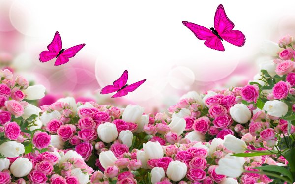 Artistic Butterfly Flower Rose Pink Flower White Flower HD Wallpaper | Background Image