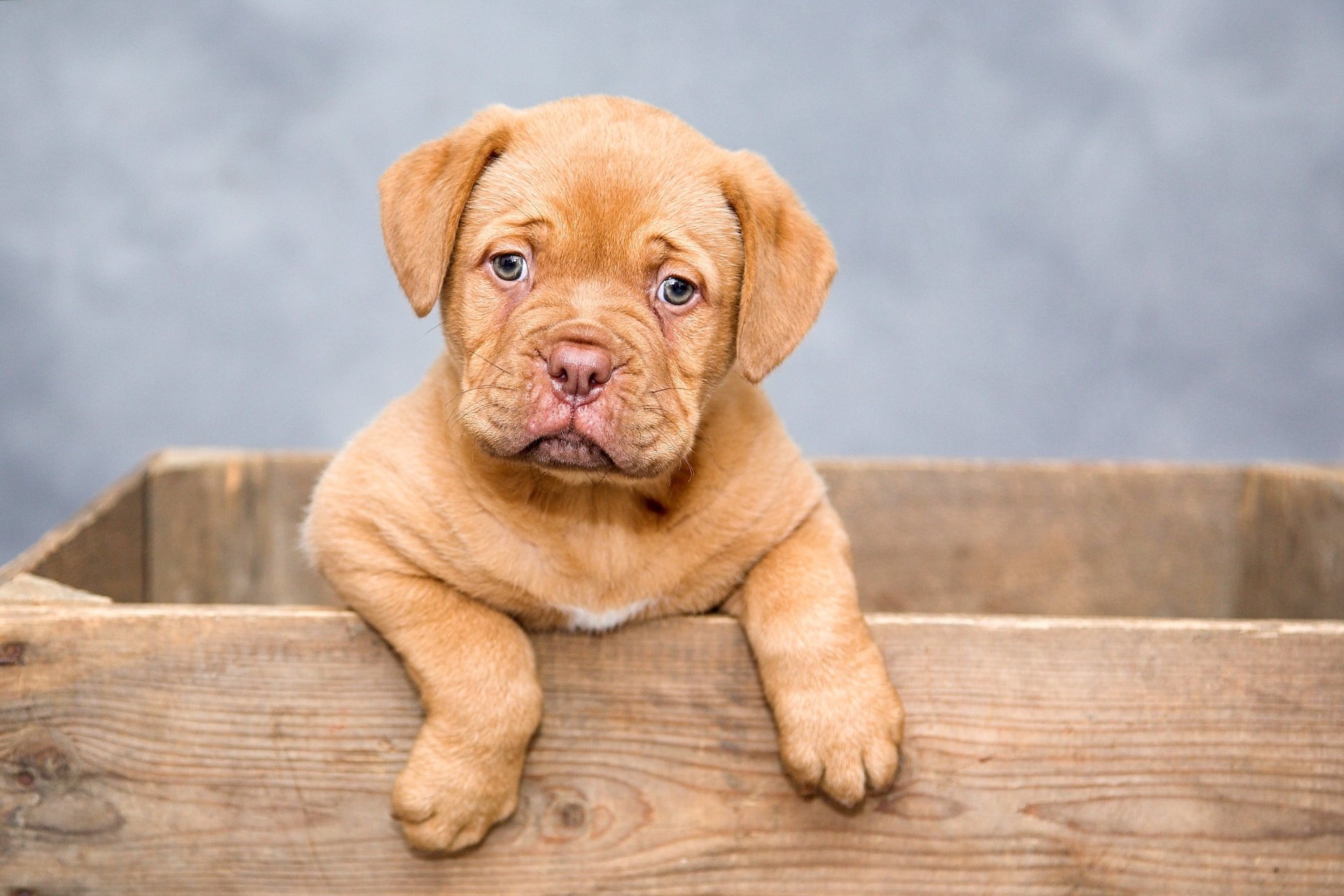 Download Puppy Baby Animal Dog Animal Dogue De Bordeaux HD Wallpaper by Ilona Krijgsman