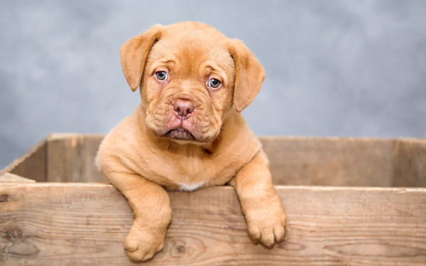 puppy baby animal dog Animal Dogue de Bordeaux HD Desktop Wallpaper | Background Image