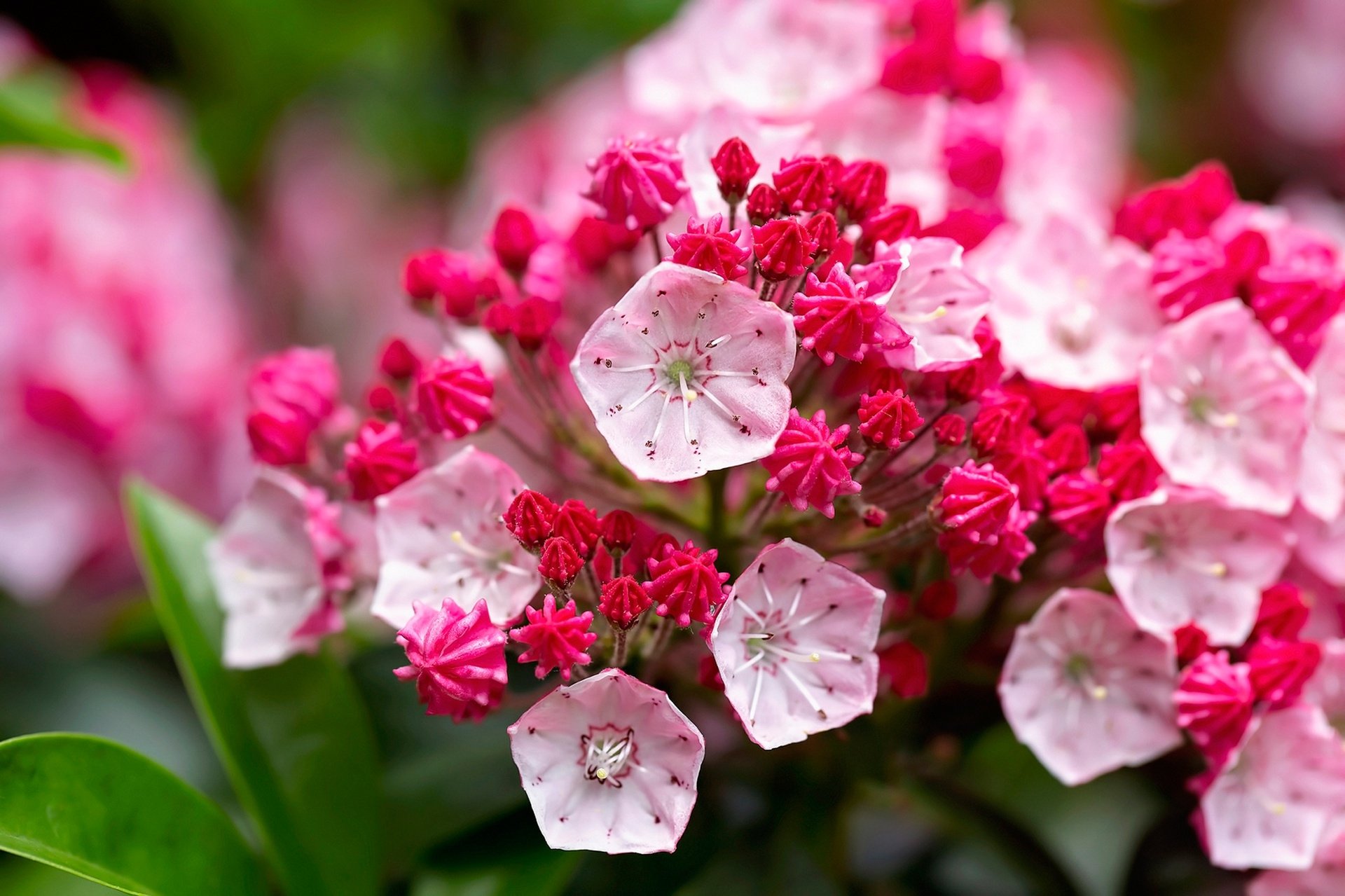 Close-up pink flower cluster in nature — vivid HD PC desktop wallpaper and background with delicate blossoms and glossy green leaves.