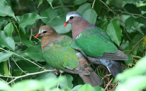  Emerald Doves