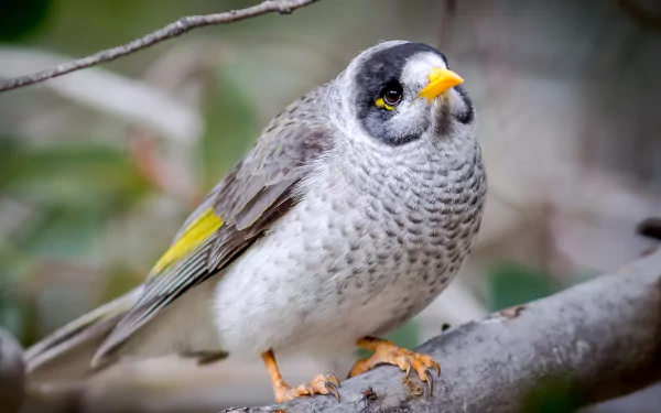  Noisy Miner